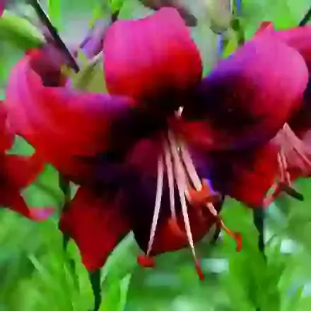 Tiger Lilies